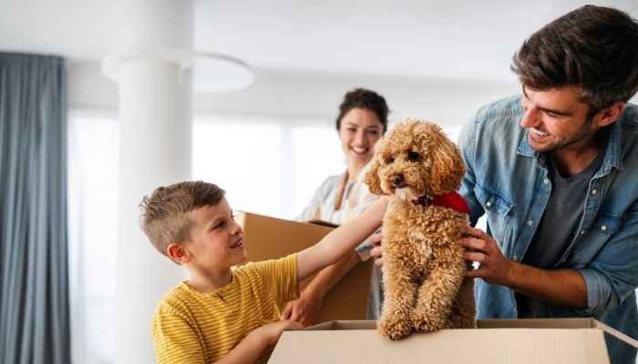 Corporate Relocations with Pets